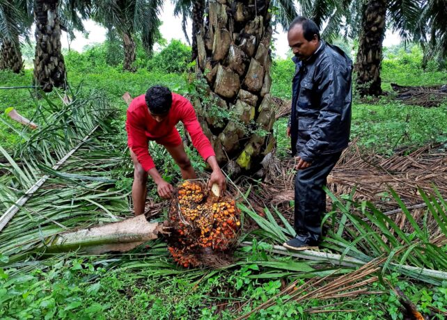 This State Bets Big On Oil Palm To Cut $19 Billion Vegetable Oil Imports