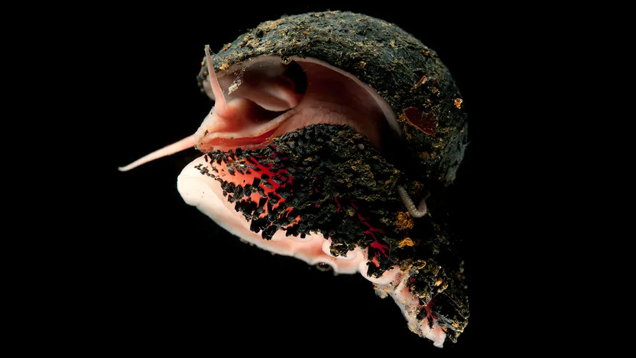 Discovered in the deep: the snail with iron armour